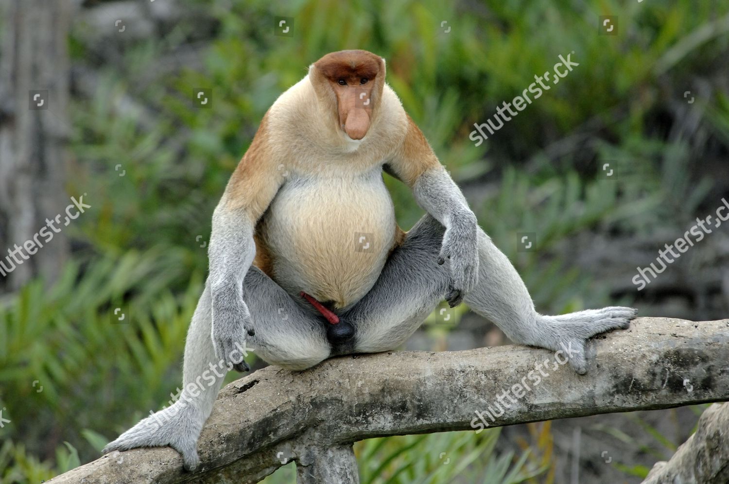 dominant-male-proboscis-monkey-displays-his-editorial-stock-photo