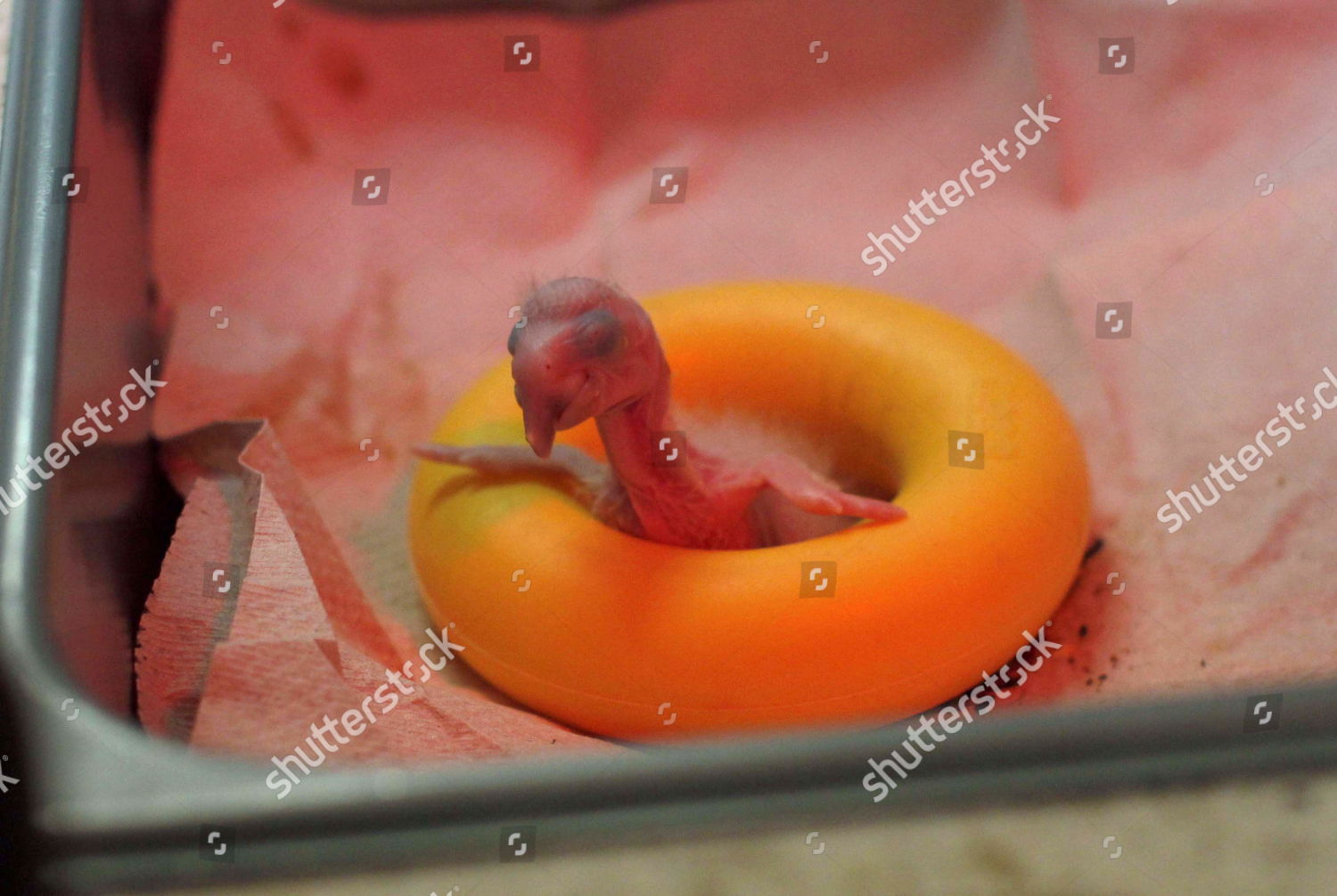 New Born Baby Guacamaya Called Ara Genus Editorial Stock Photo Stock Image Shutterstock