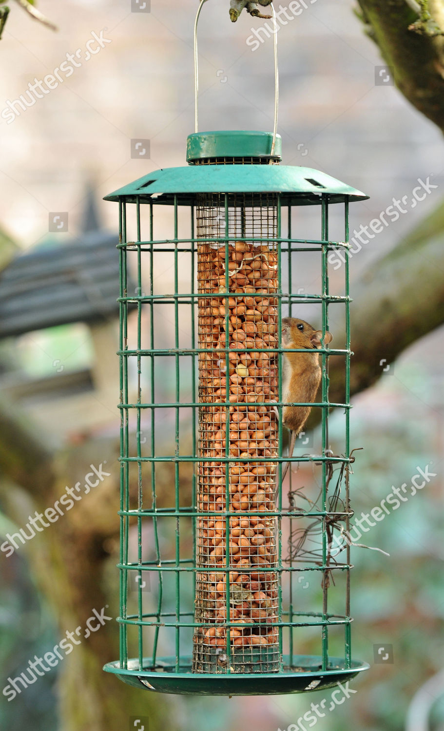 Mouse Feeding On Peanuts Bird Feeder Editorial Stock Photo Stock