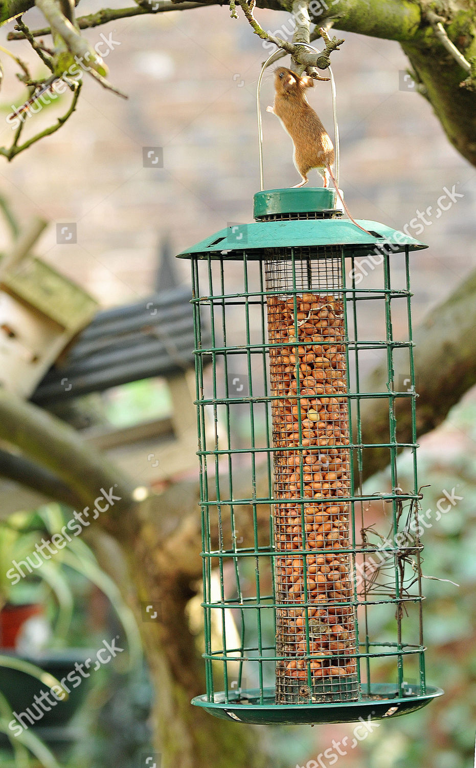 Mouse Feeding On Peanuts Bird Feeder Editorial Stock Photo Stock