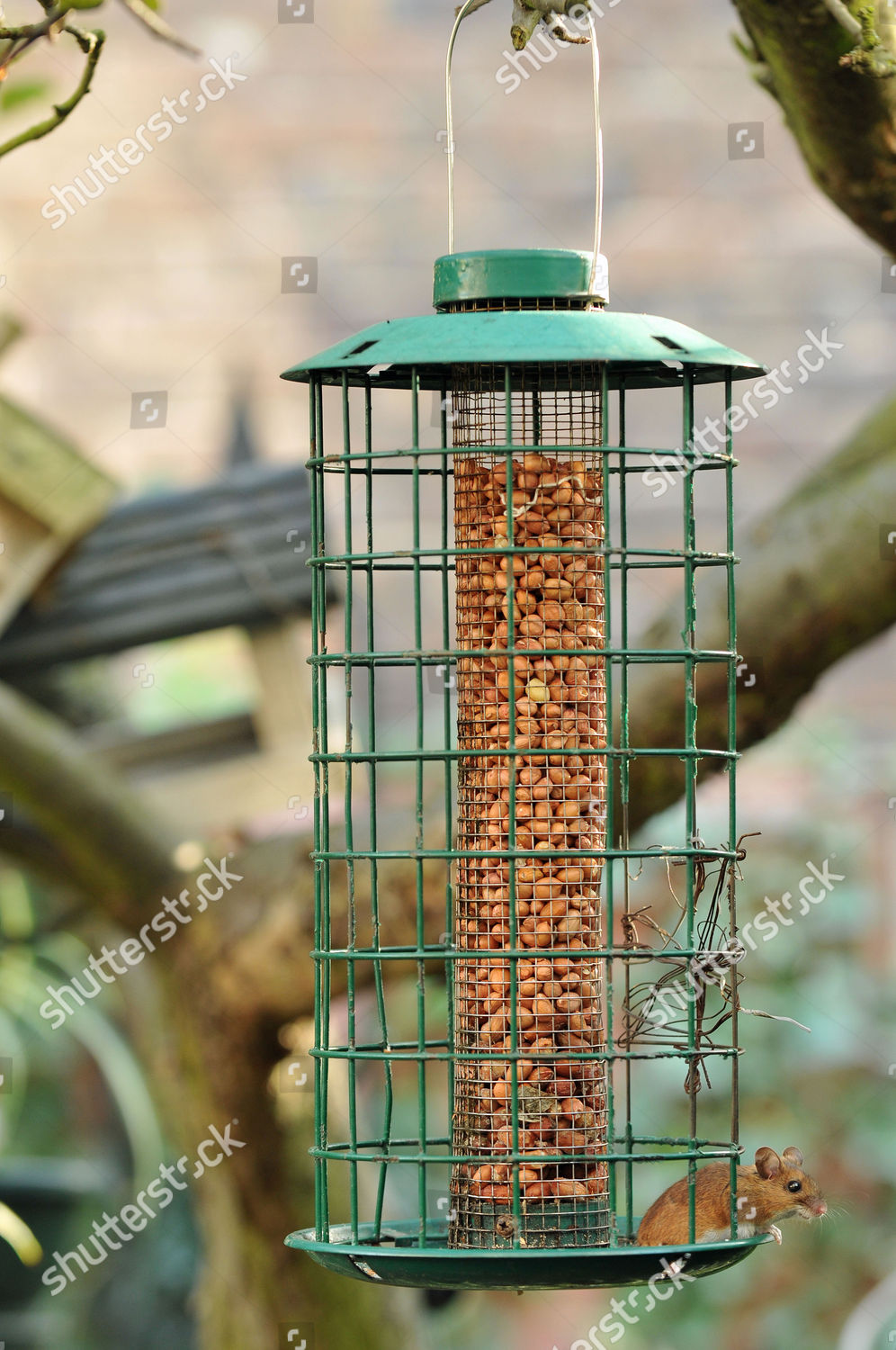 Mouse Feeding On Peanuts Bird Feeder Editorial Stock Photo Stock