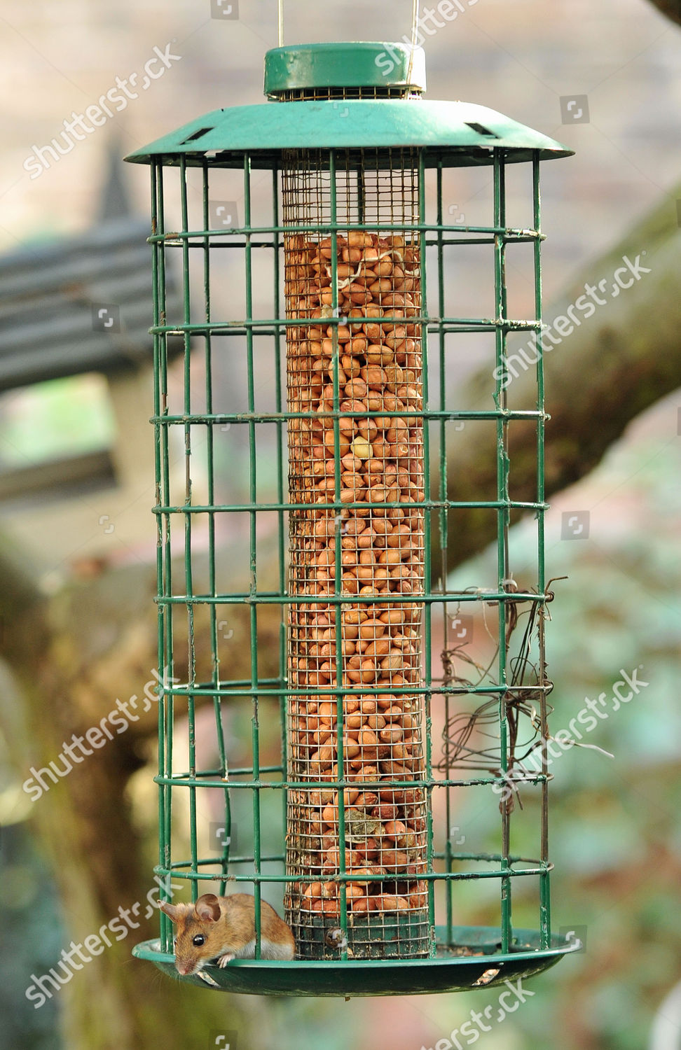 Mouse Feeding On Peanuts Bird Feeder Editorial Stock Photo Stock