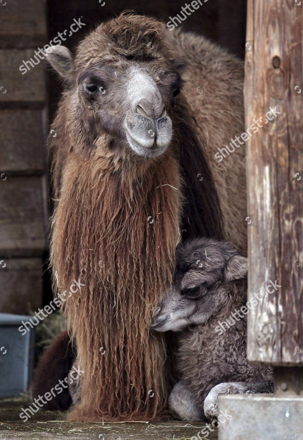 FERRIL - CAMEL