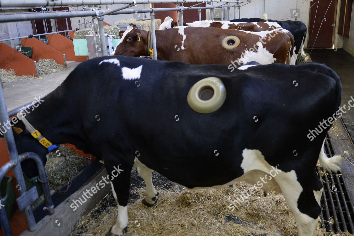 socalled-fistulated-cows-photographed-agricultural-research-editorial