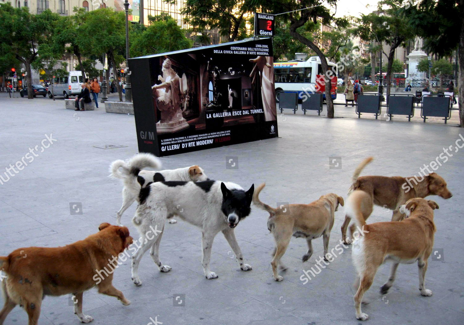 Pack Stray Dogs Roams Piazza Politeama Editorial Stock Photo - Stock ...
