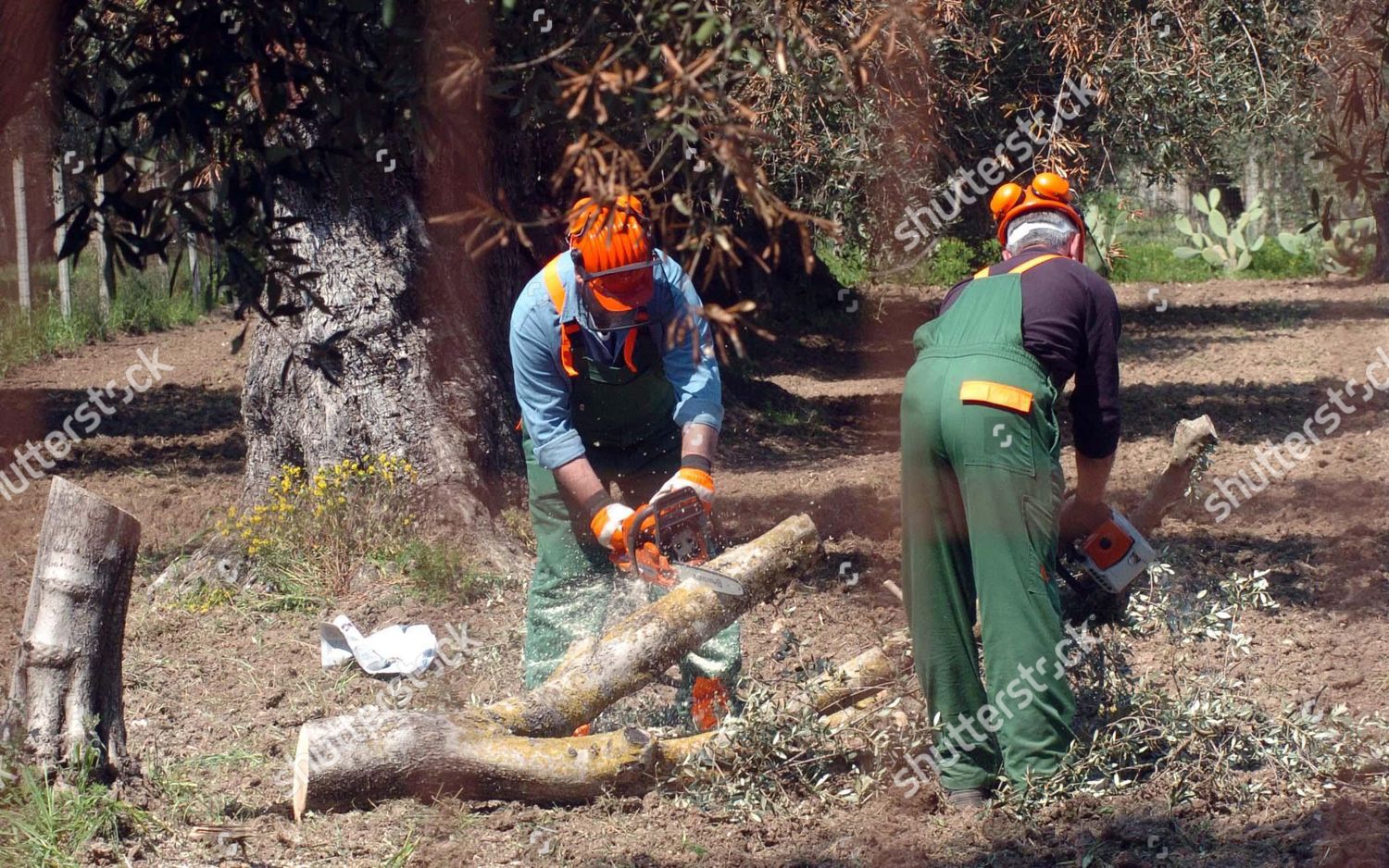 Workers Cut Down Olive Trees Affected Editorial Stock Photo Stock