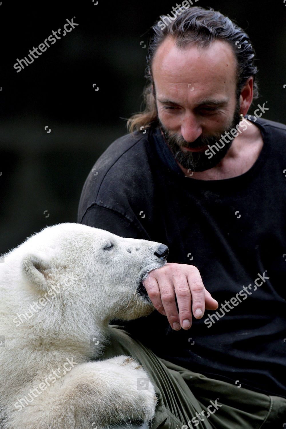 Young Polar Bear Knut Nibbles On Editorial Stock Photo - Stock Image ...