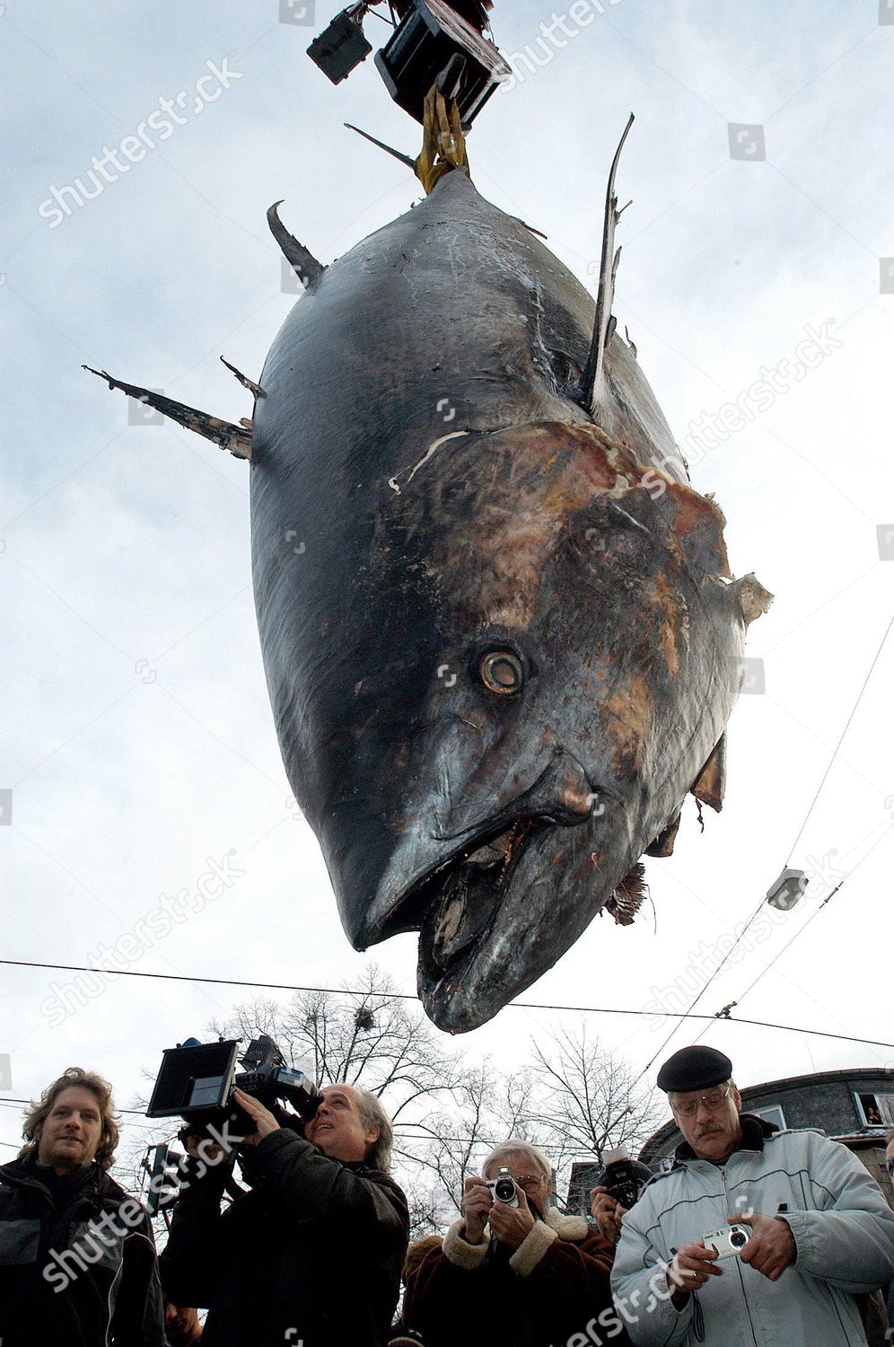 Almost Threemetreslong Tuna Weighing 500 Kg Dangles Editorial Stock Photo Stock Image Shutterstock