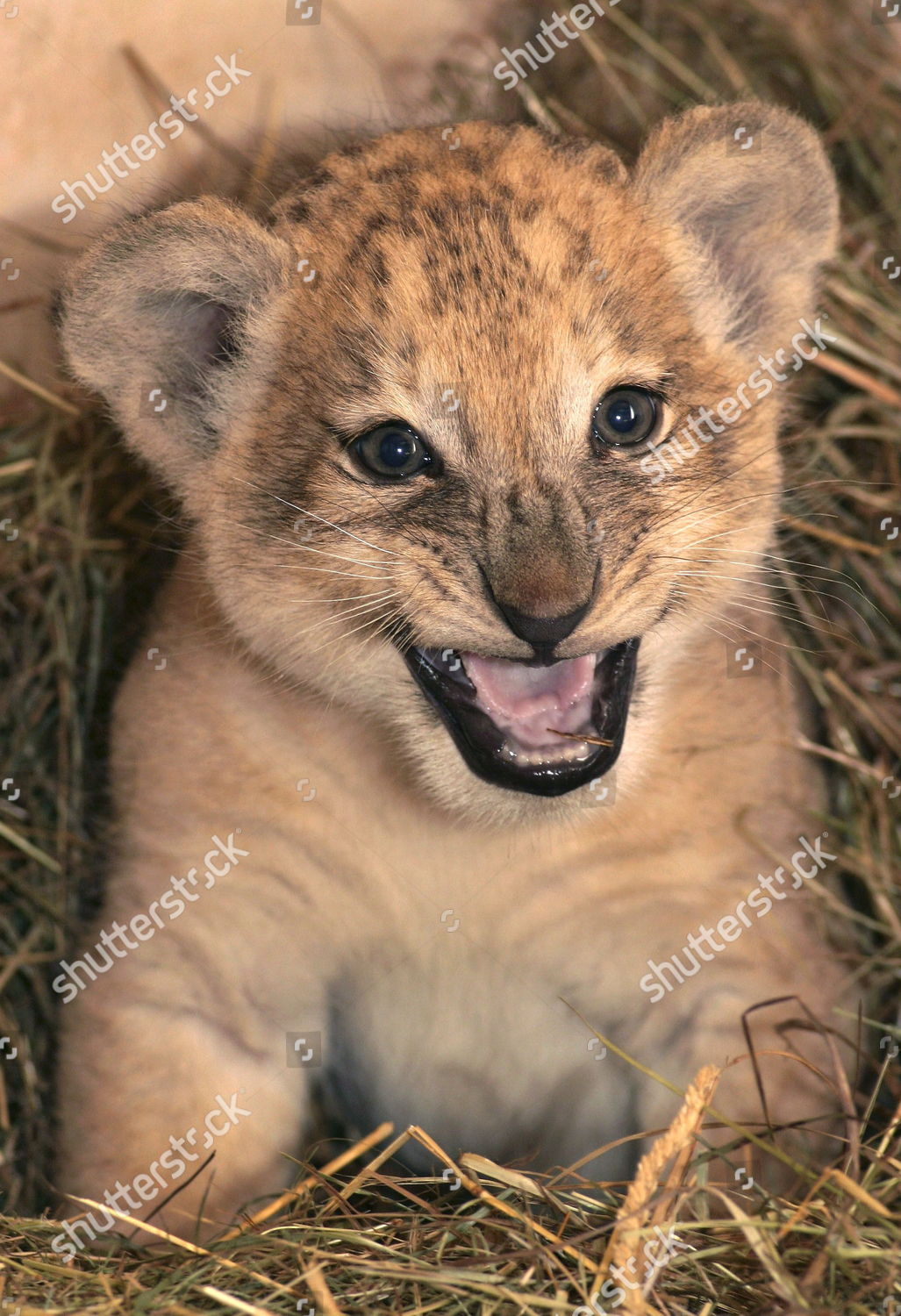 Picture Shows Baby Barbary Lion Lekysha Beauty Editorial Stock Photo Stock Image Shutterstock