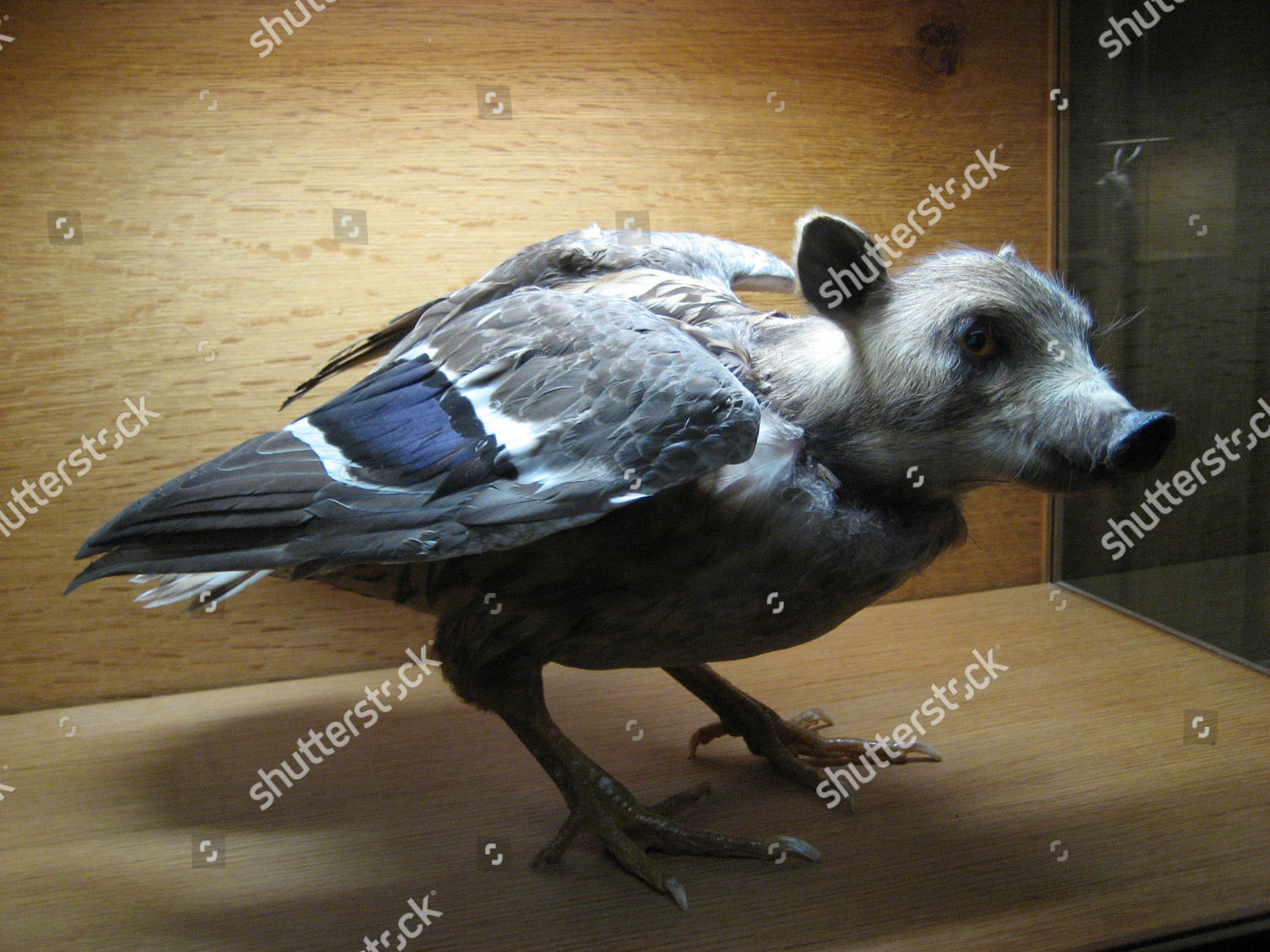 Half Boar Half Pigeon Bizarre Taxidermy Chateau Editorial Stock Photo Stock Image Shutterstock