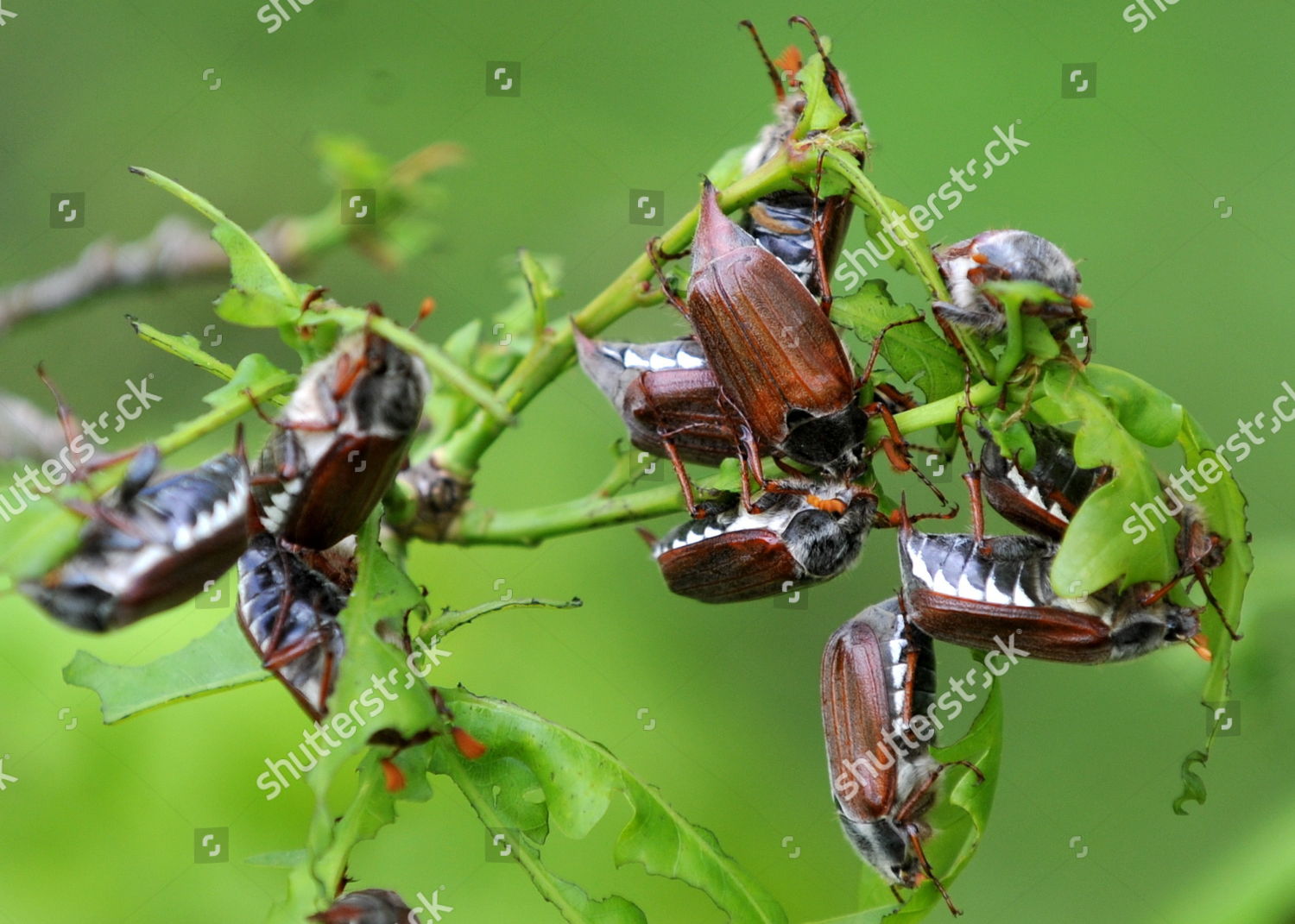 May Bugs Eat Young Leaves Oak Editorial Stock Photo Stock Image