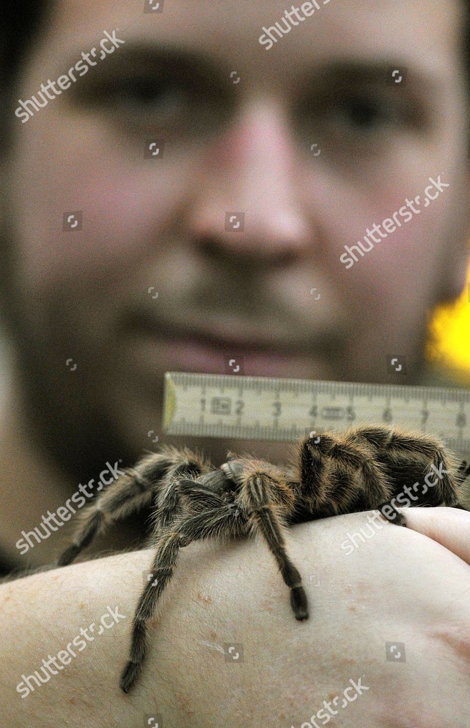 Zookeeper Matthias Schmitz Measures Bird Spider Editorial Stock Photo ...