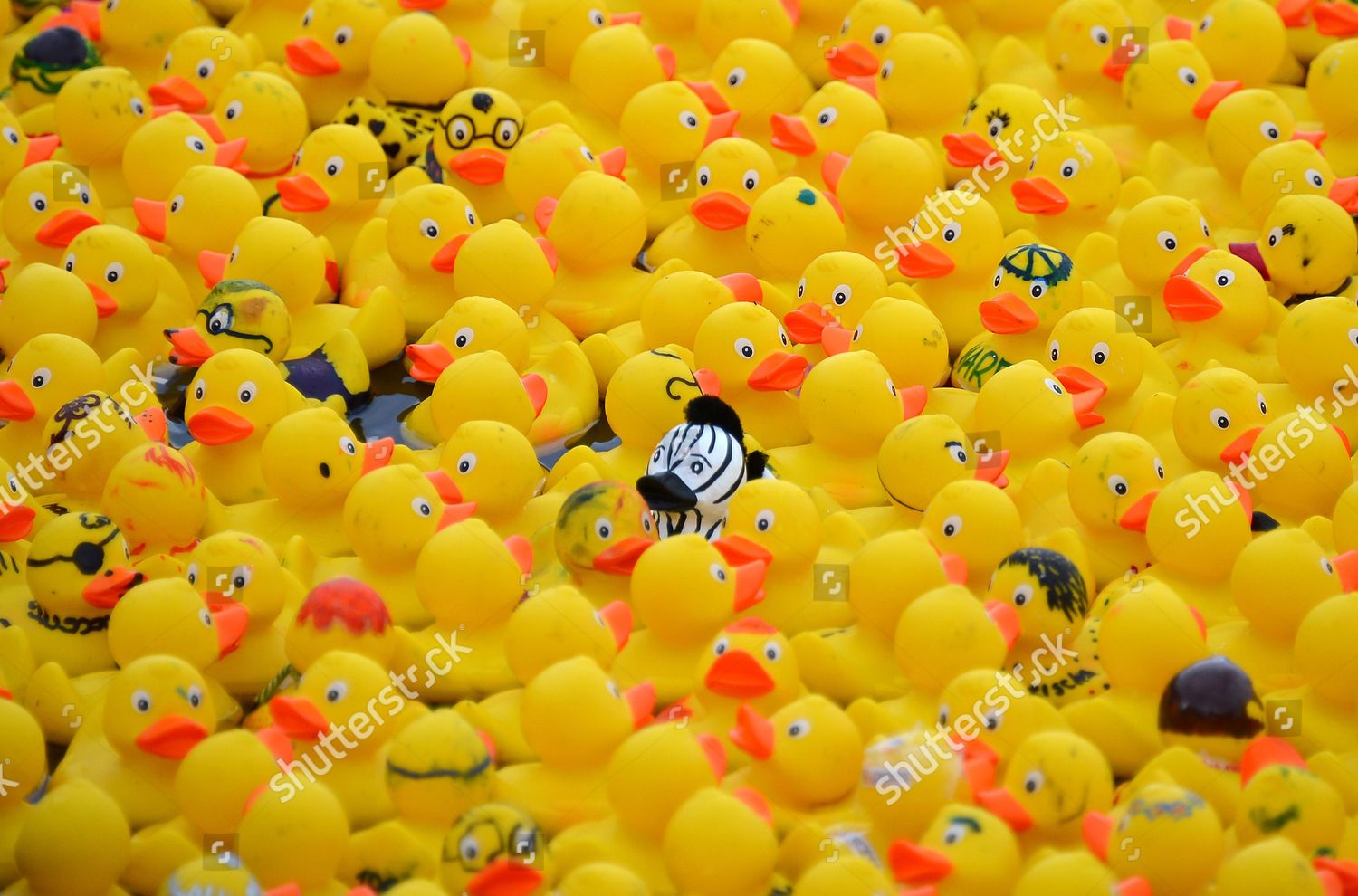 Zebra Rubber Duck Swims Amid Thousands Editorial Stock Photo Stock