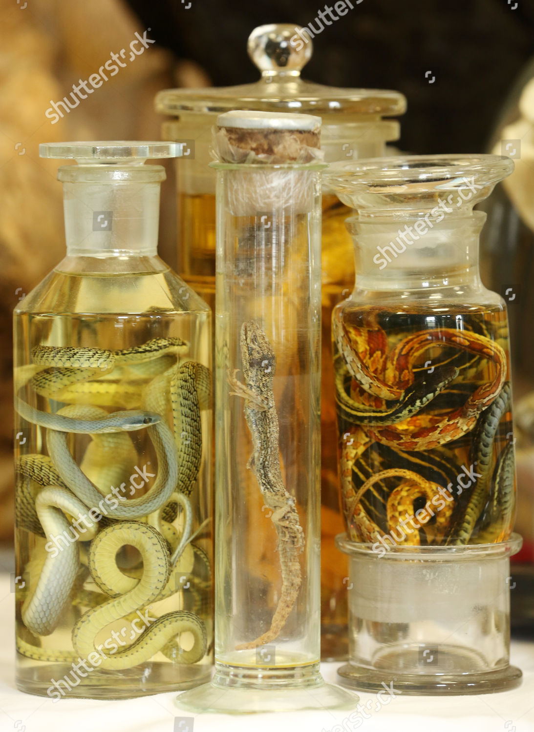 Rare Snakes Reptiles Conserved Alcohol On Editorial Stock Photo Stock