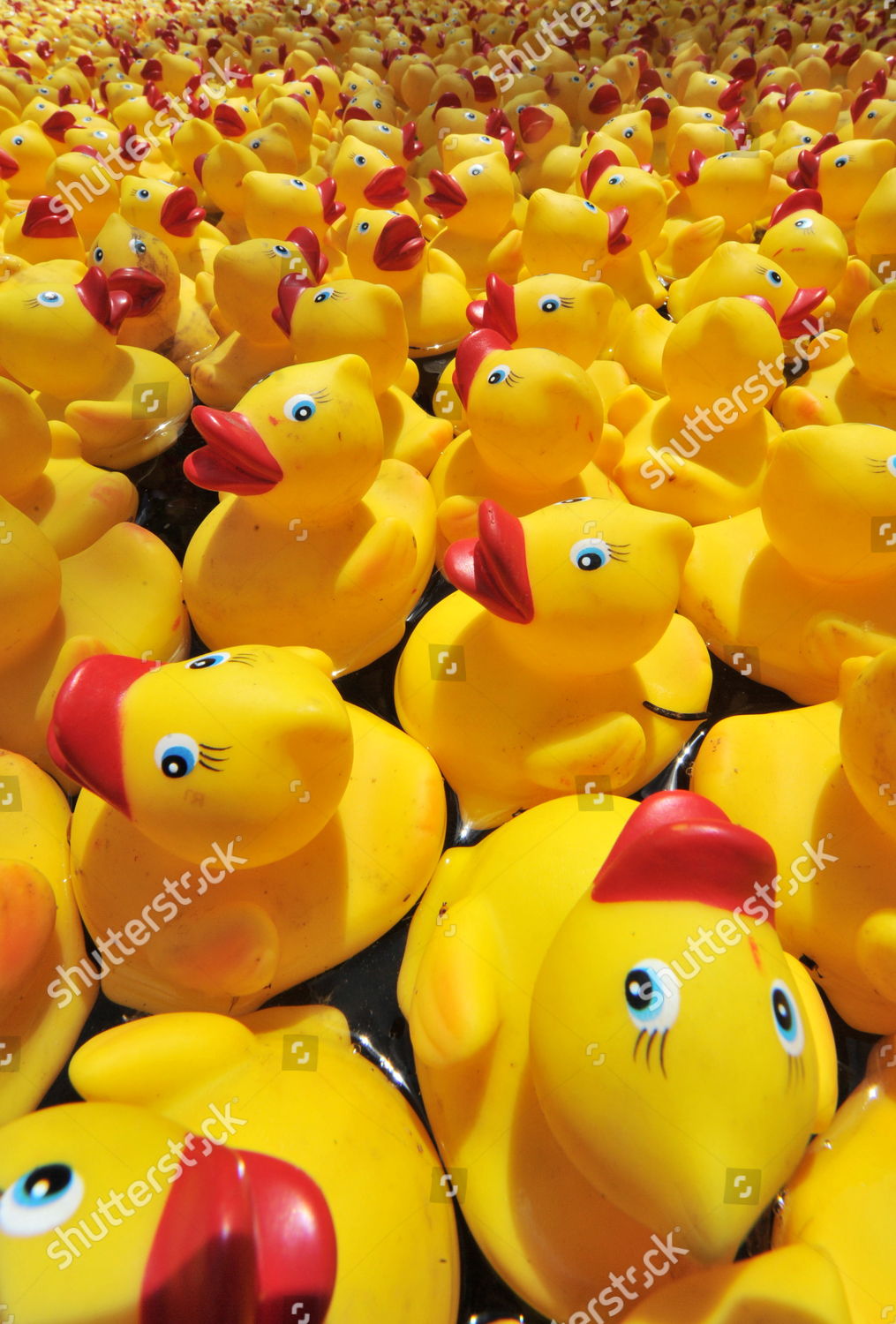 500 rubber ducks