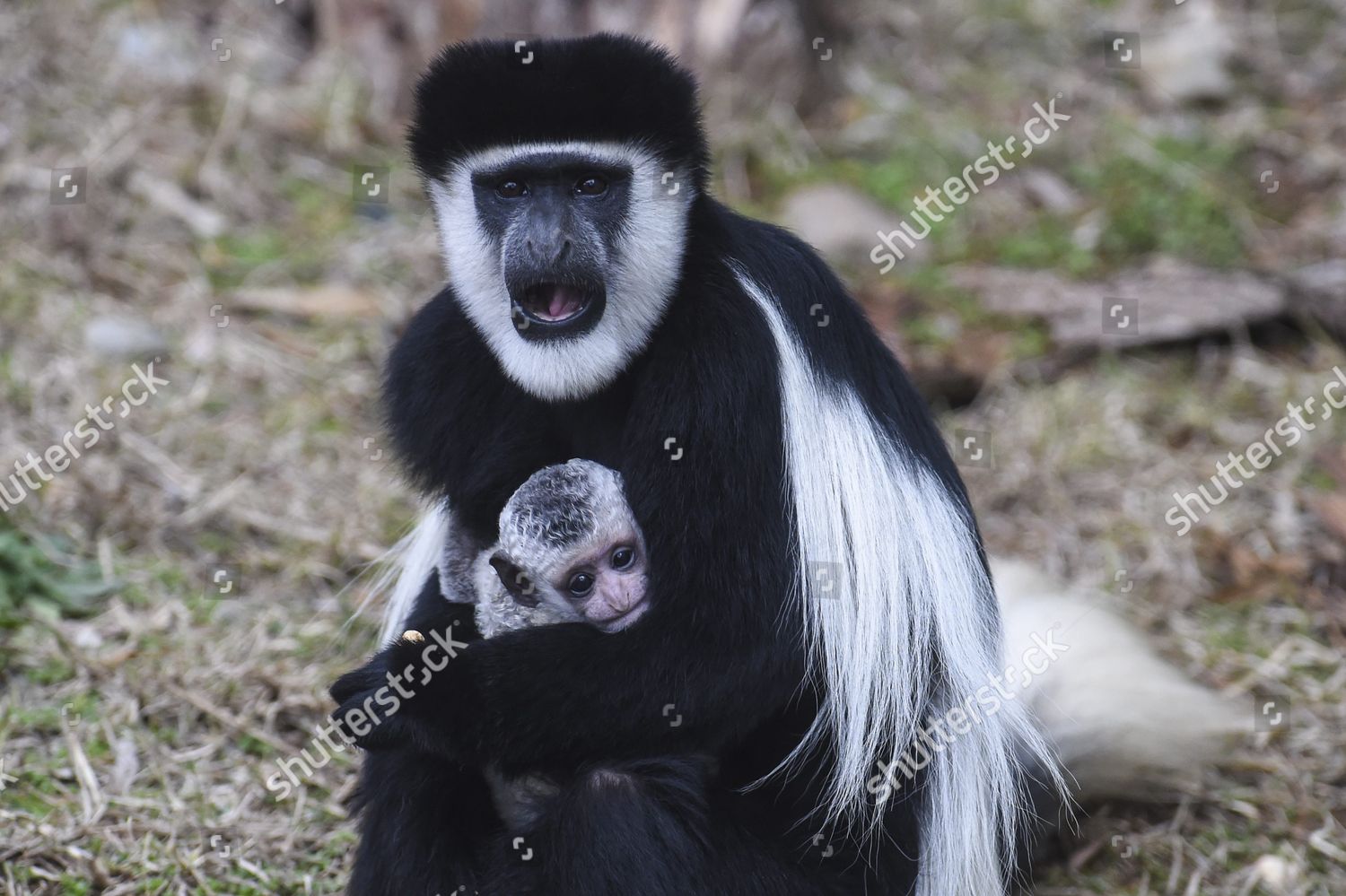 Four week old baby black white editorial stock photo stock image