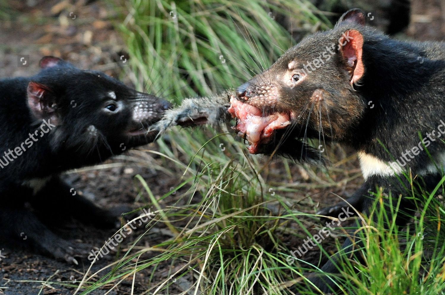 Fourteen Month Old Tasmanian Devils Devitt Editorial Stock Photo