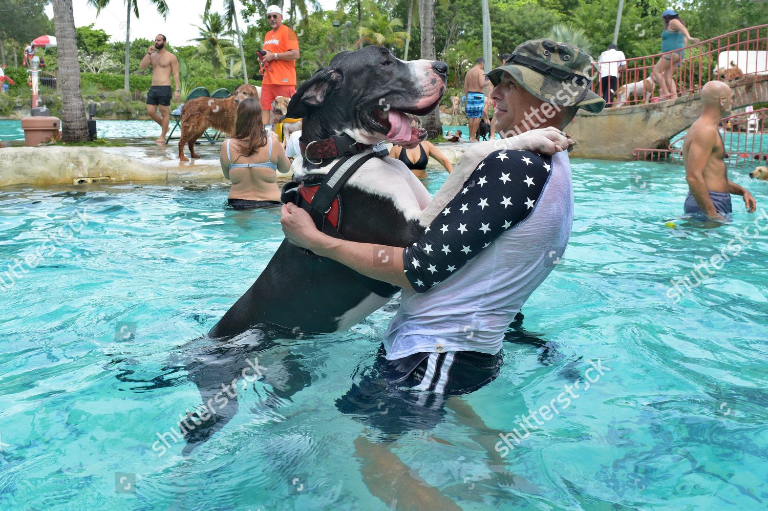 Venetian fashion pool dog day 2019