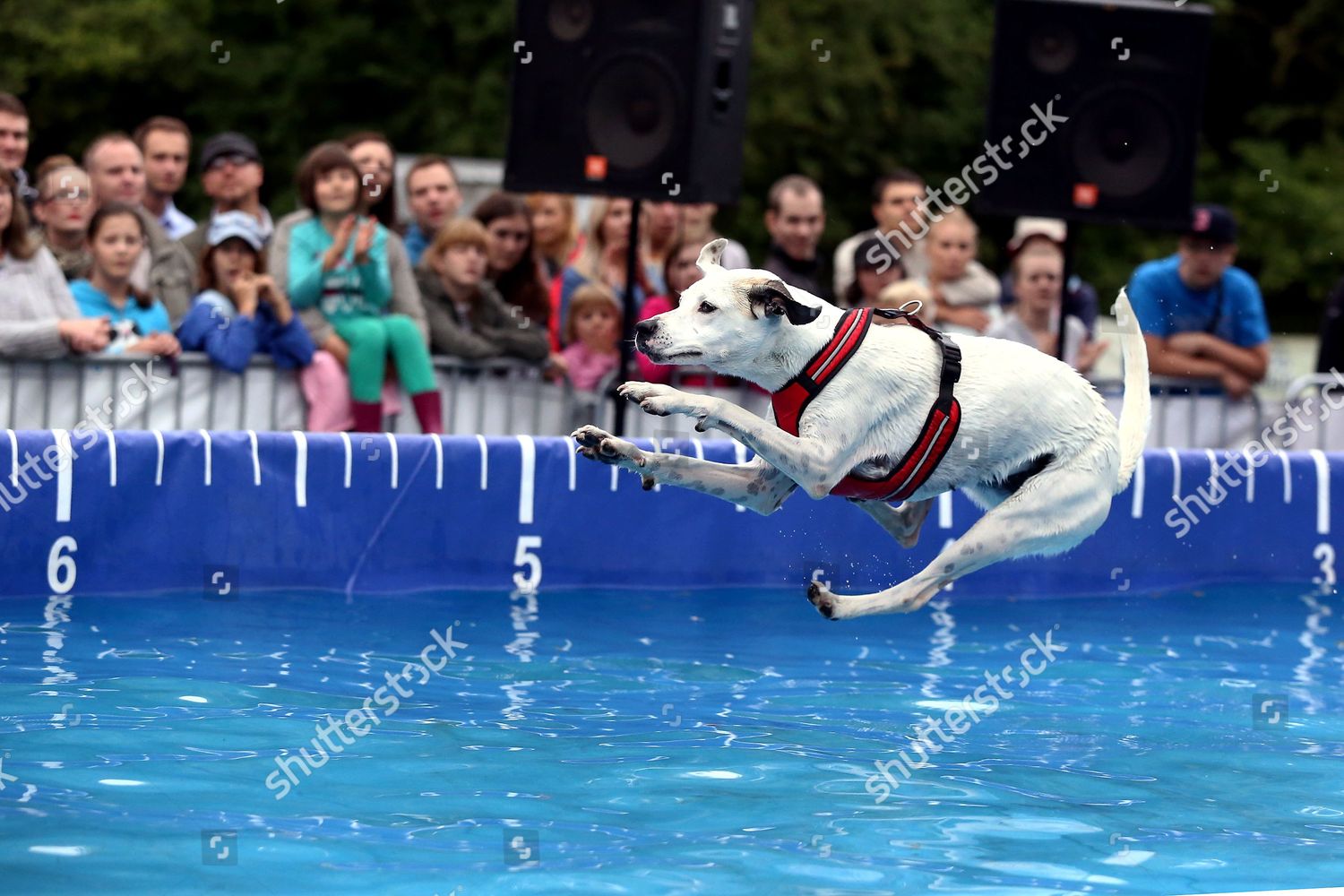 Dog Jumps Into Pool During Dog Editorial Stock Photo Stock Image