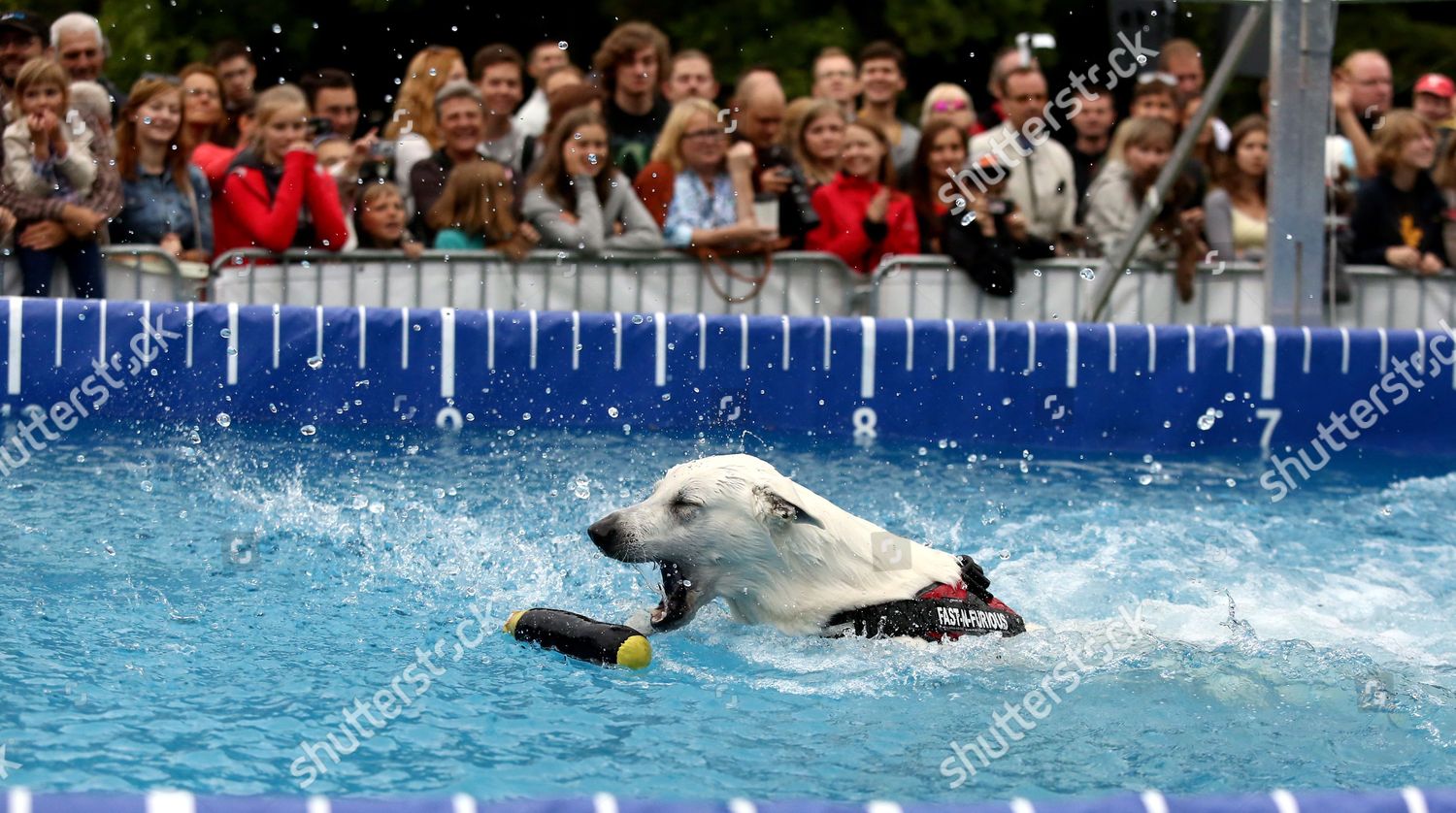 Dog Jumps Into Pool During Dog Editorial Stock Photo Stock Image