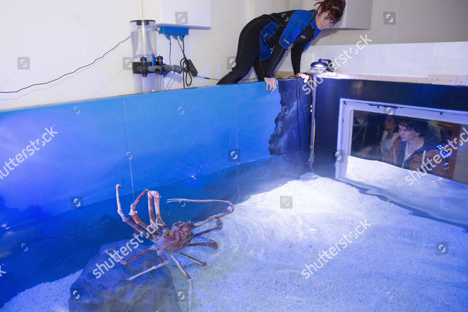 Giant Spider Crab Alexander Has Arrived Editorial Stock Photo Stock