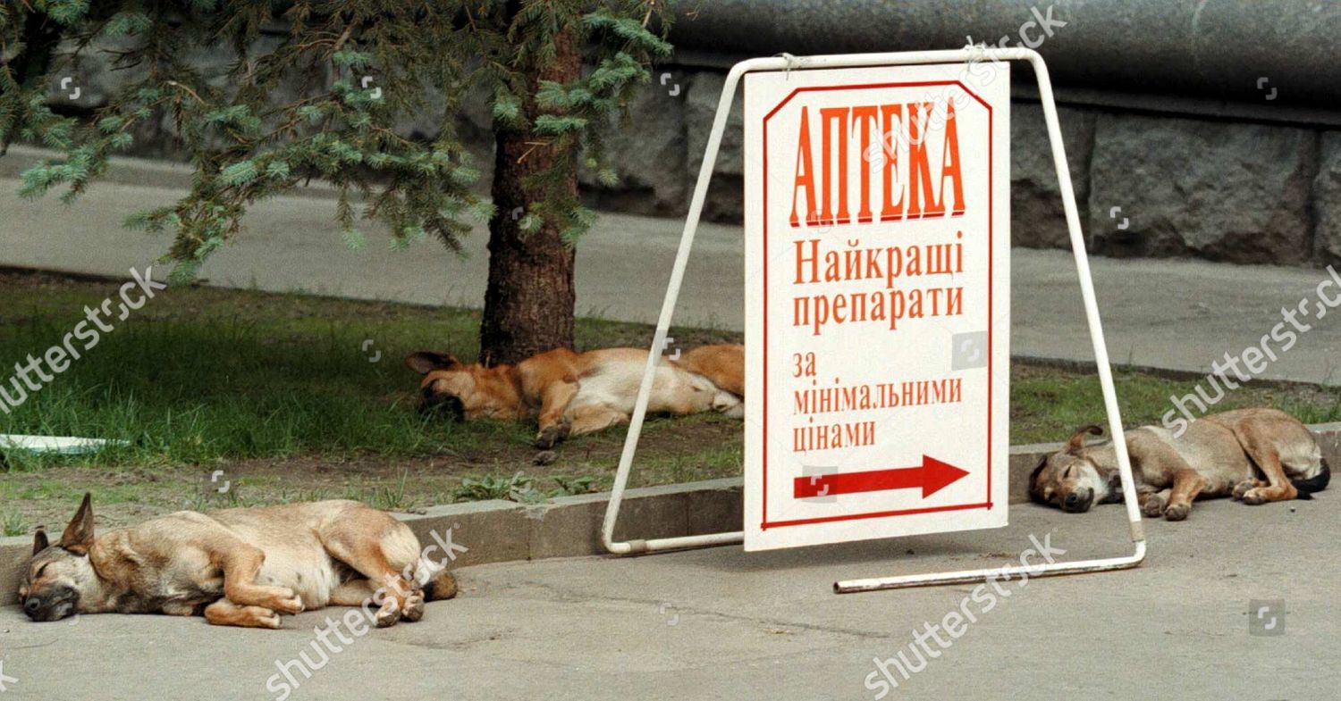 Kiev Ukraine Stray Dogs Sleep Shadow Editorial Stock Photo Stock