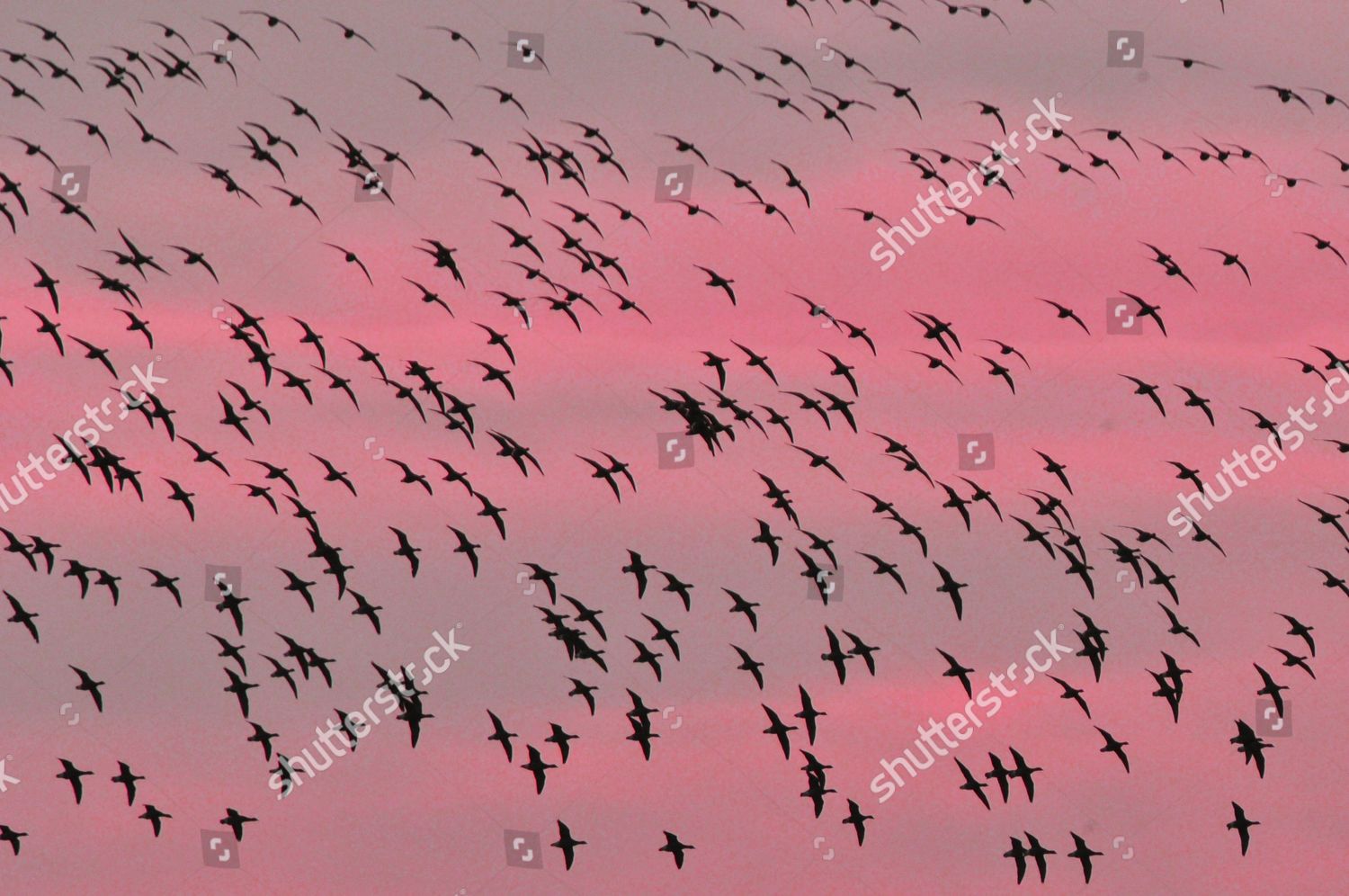 flock-geese-landing-jacksons-marsh-area-editorial-stock-photo-stock