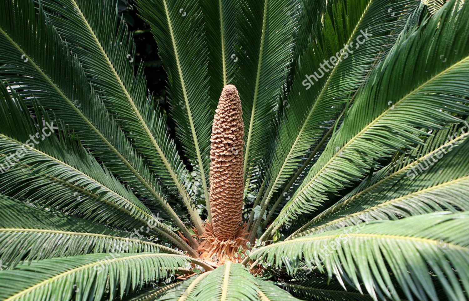 VIEW CYCAD FULL BLOOM HORTICULTURAL INSTITUTE Editorial Stock Photo ...