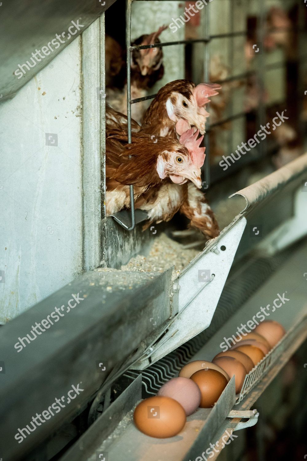 Laying Hens Kept Inside Hen House Editorial Stock Photo - Stock Image ...