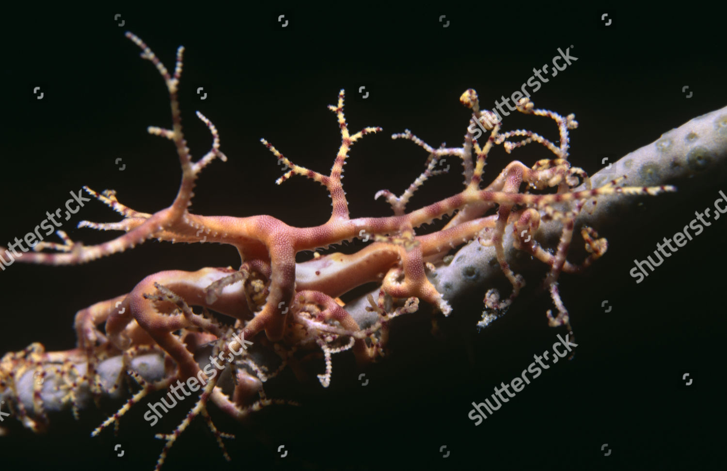 Basket Star Fish Astrophyton Muricatum Juvenile Editorial Stock Photo ...