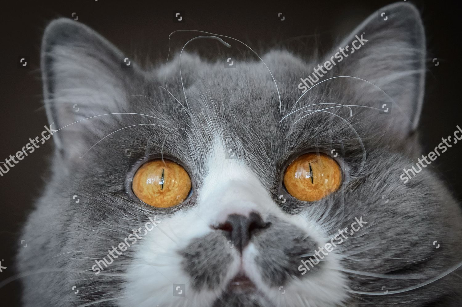 British Longhair Cat Looks On Home Cattery Editorial Stock Photo Stock Image Shutterstock