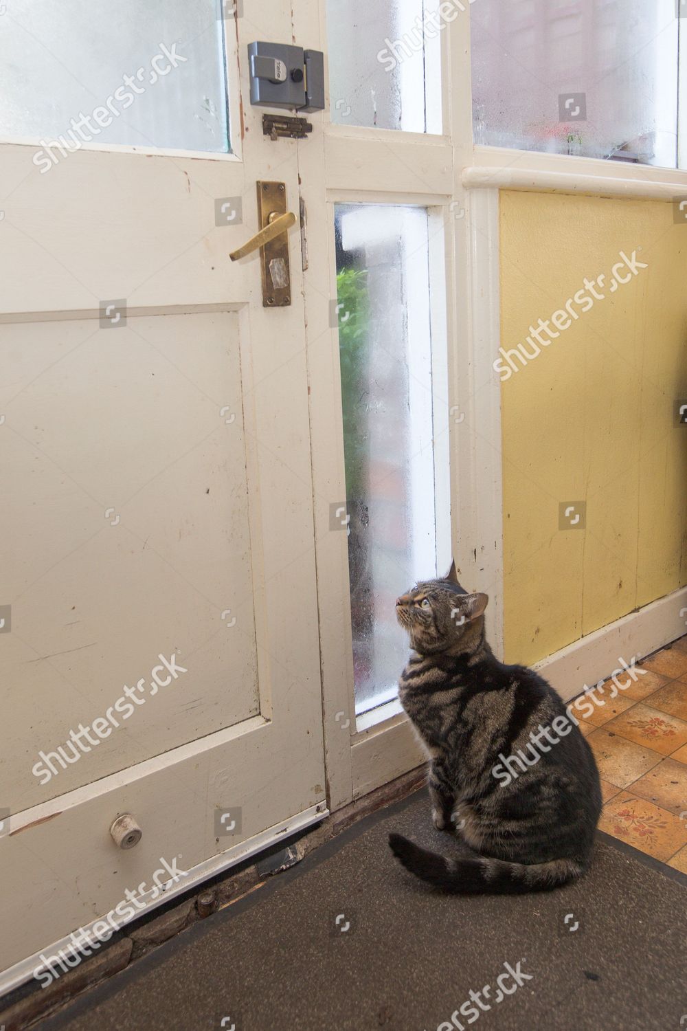 Muffin Cat Opening Door Her Home Editorial Stock Photo Stock