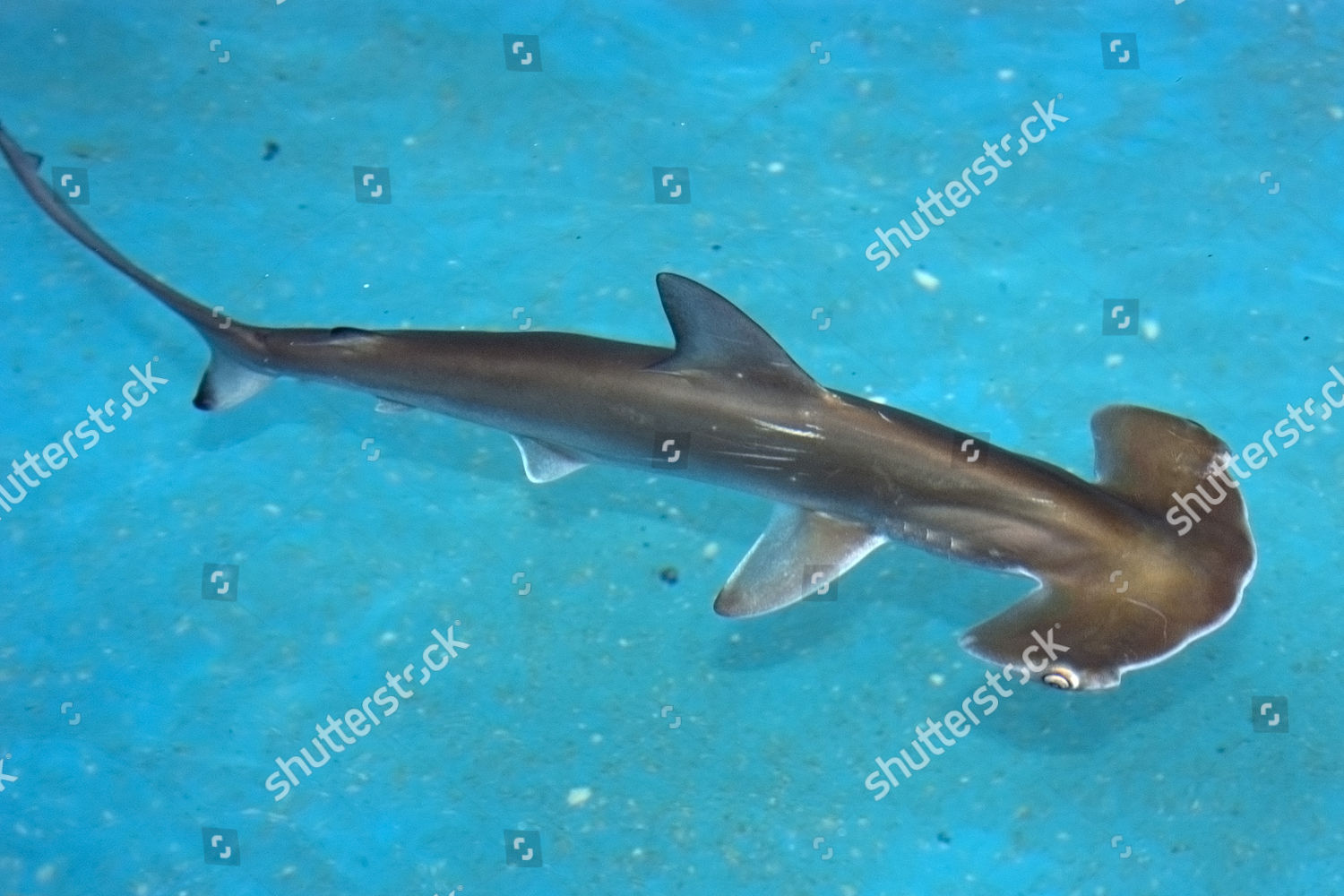 Scalloped Hammerhead Shark Pup Sphyrna Lewini Editorial Stock Photo