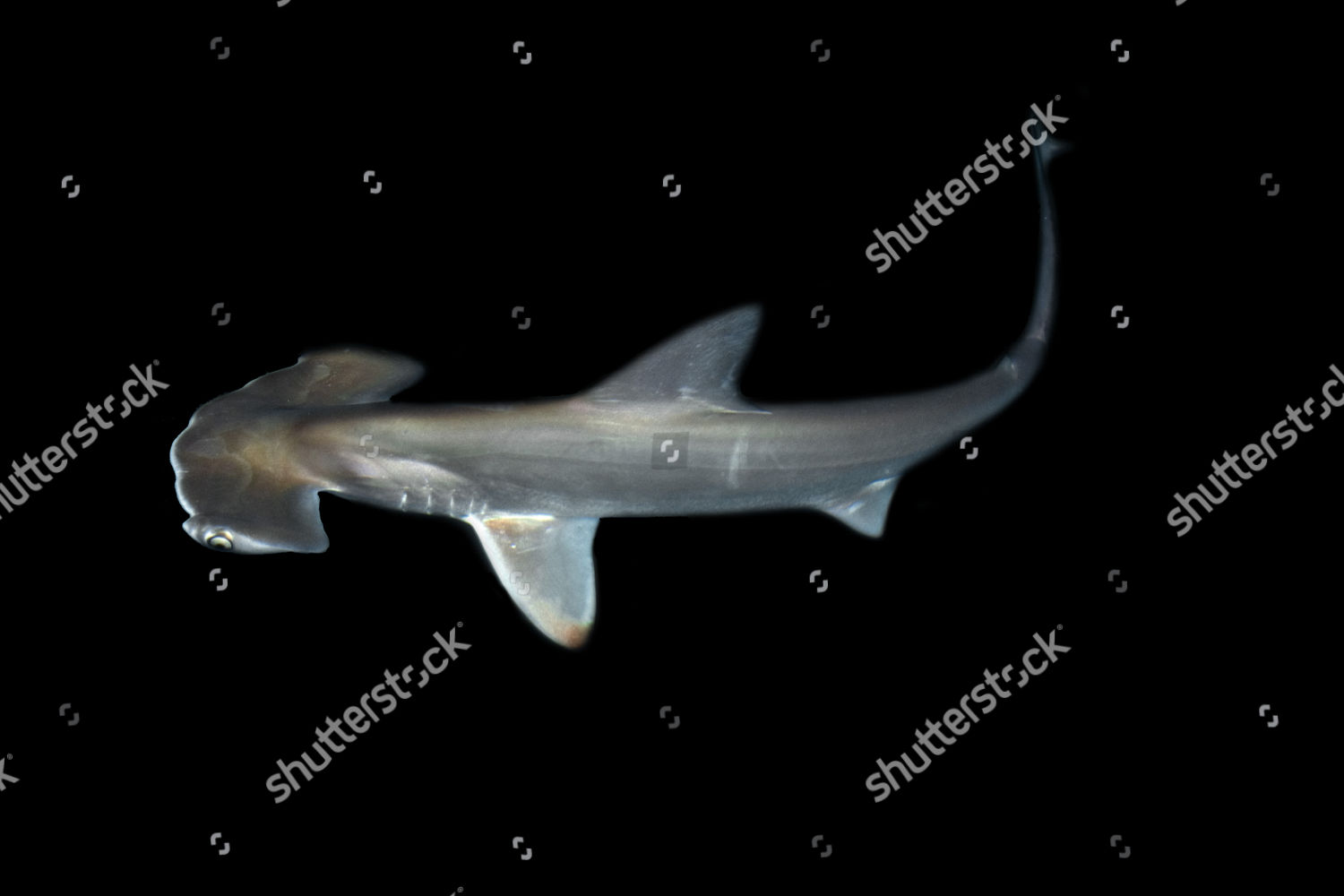 Scalloped Hammerhead Shark Pup Sphyrna Lewini Editorial Stock Photo
