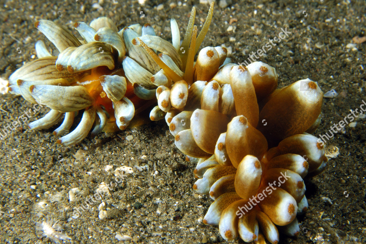 Aeolid Nudibranchs Phyllodesmium Kabiranum Interacting Dumaguete ...