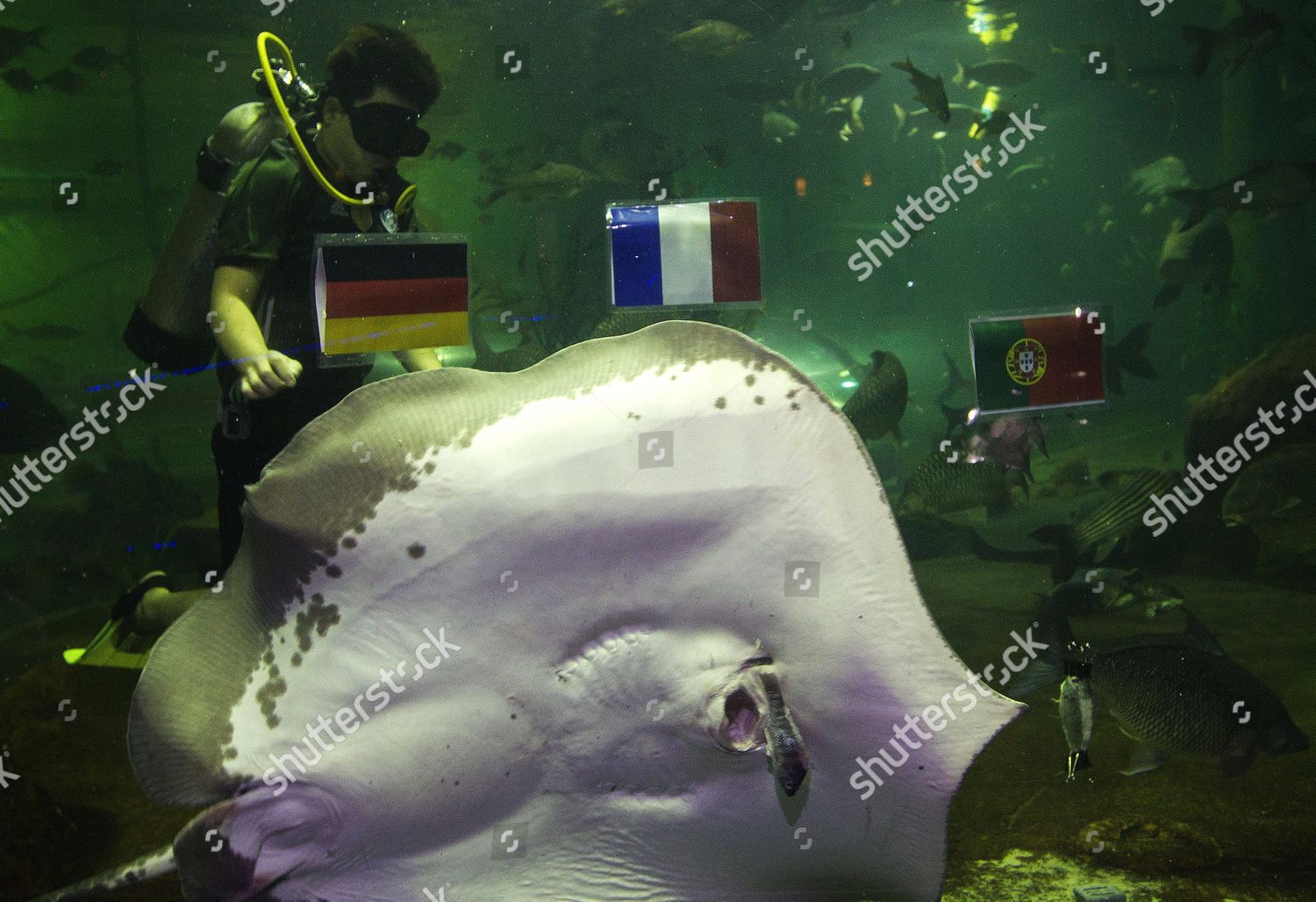 Himantura Chaophraya Stingray Eats Bait That Editorial Stock Photo