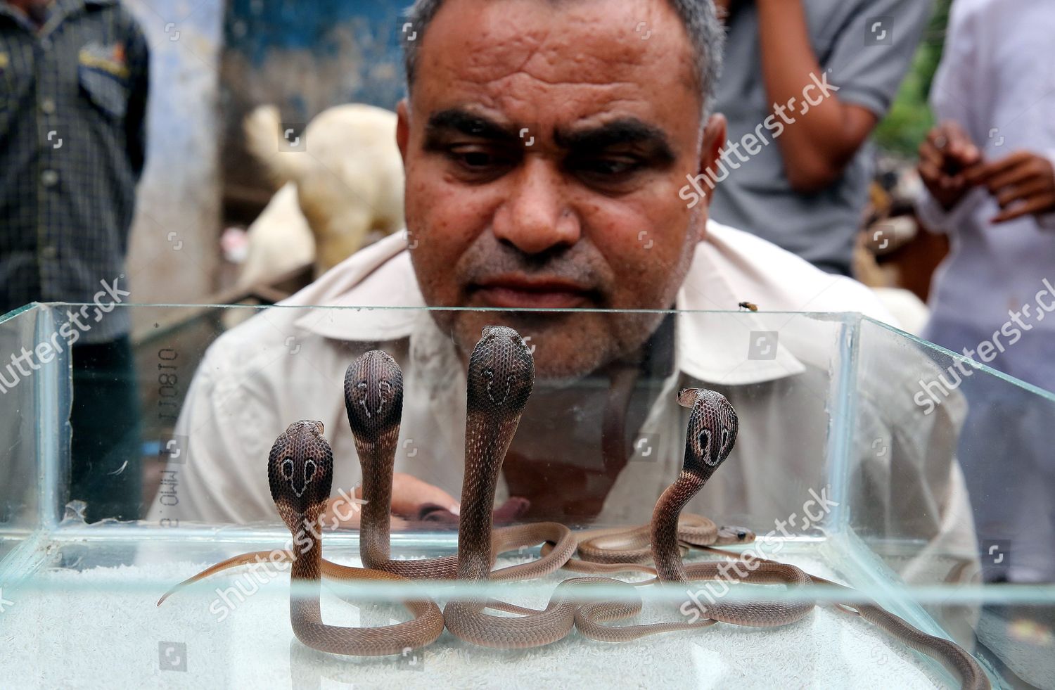 Mohammed Saleem Snake Catcher Commonly Known Editorial Stock Photo