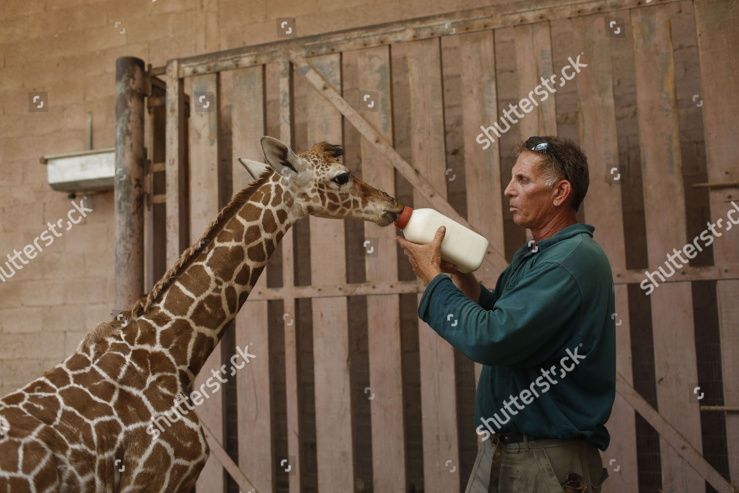 Safari Staff Member Feed Newborn Male Editorial Stock Photo - Stock ...