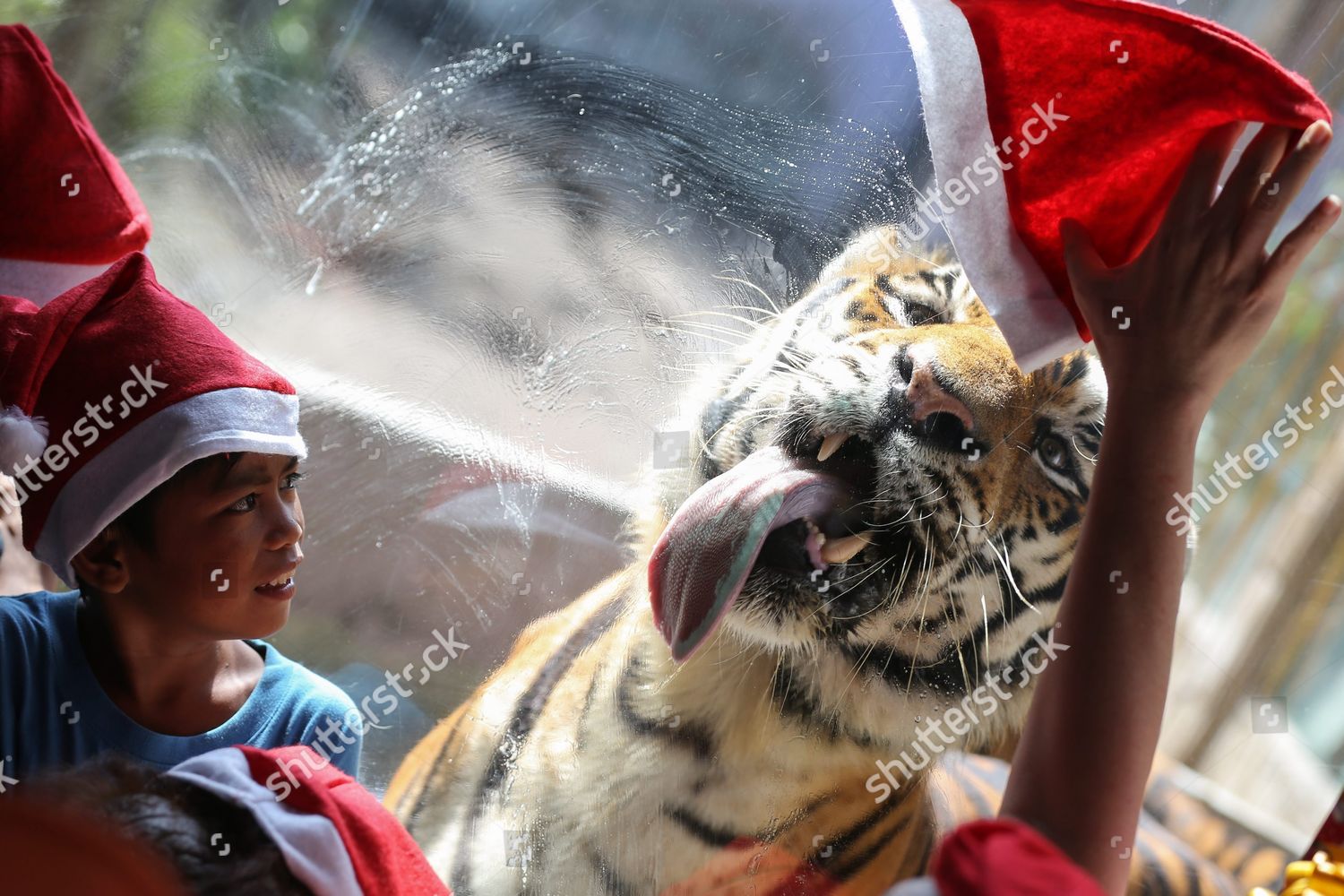 Bengal Tiger Licks Glass Enclosure Filipino Editorial Stock Photo