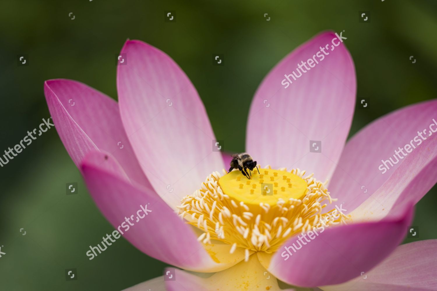 Lotus Flowers Bloom Kenilworth Park Aquatic Editorial Stock Photo
