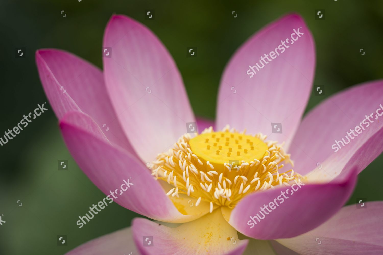 Lotus Flowers Bloom Kenilworth Park Aquatic Editorial Stock Photo