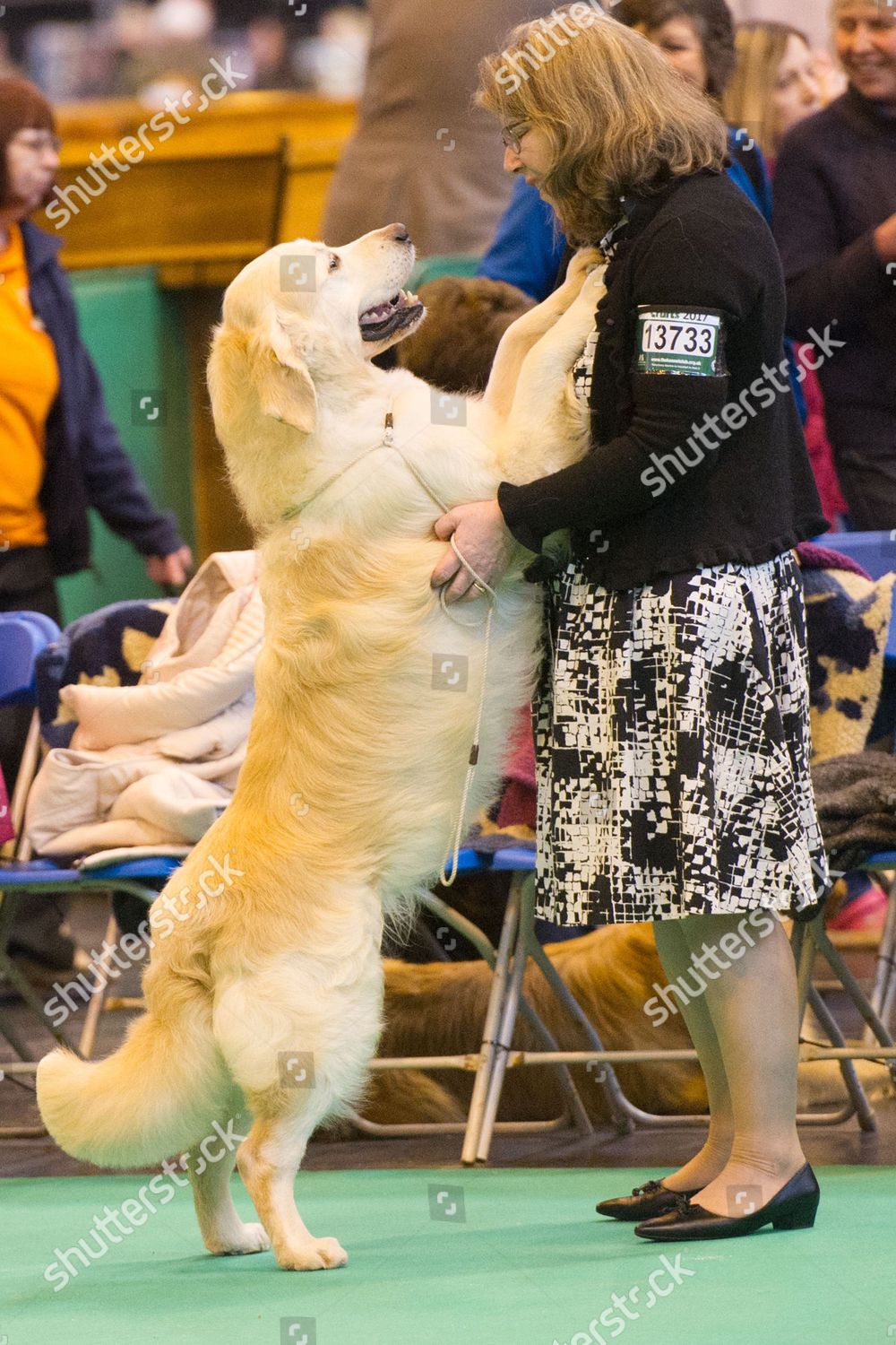 Crufts Day 3 Gundog Day Editorial Stock Photo Stock Image Shutterstock