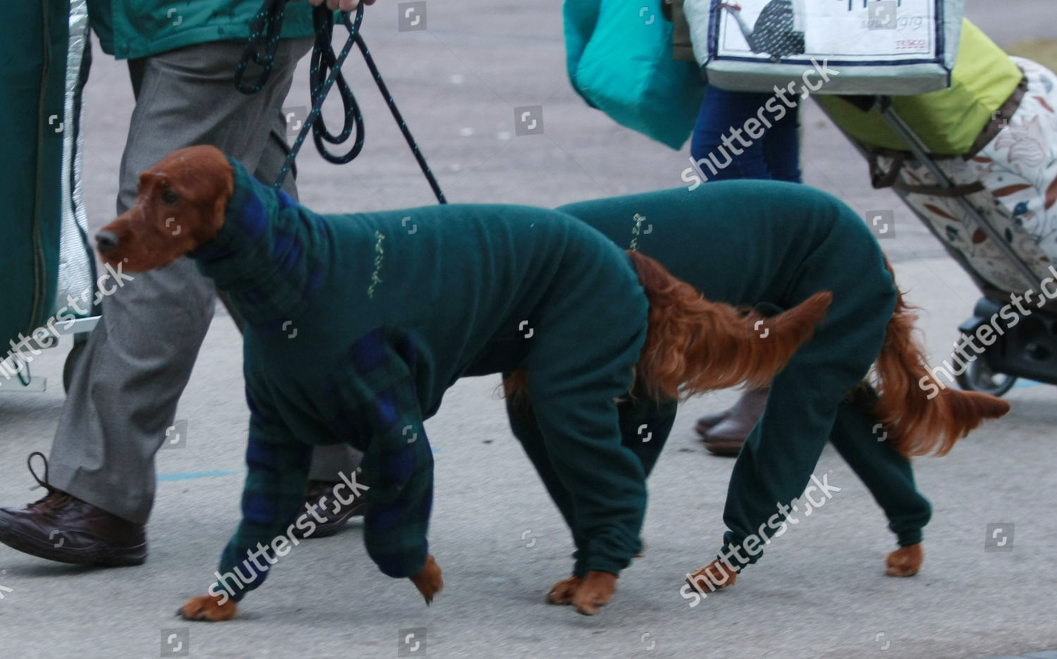 Crufts Day 3 Gundog Day Editorial Stock Photo Stock Image Shutterstock