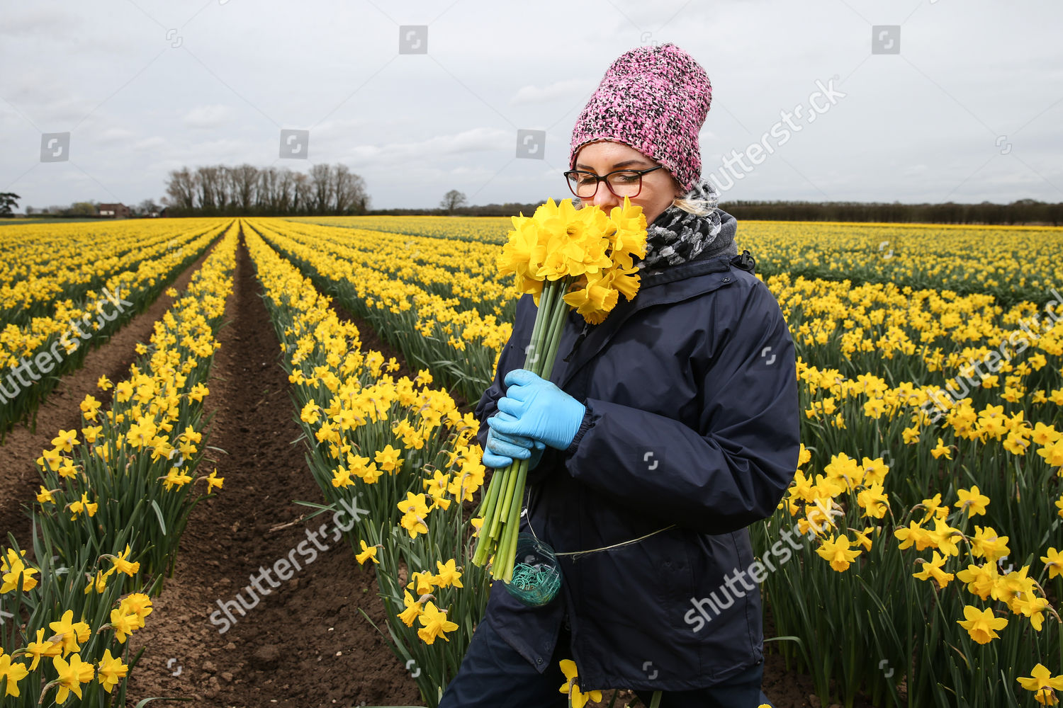 Asda Has Seen Spike Sales Daffodils Leadup Editorial Stock Photo