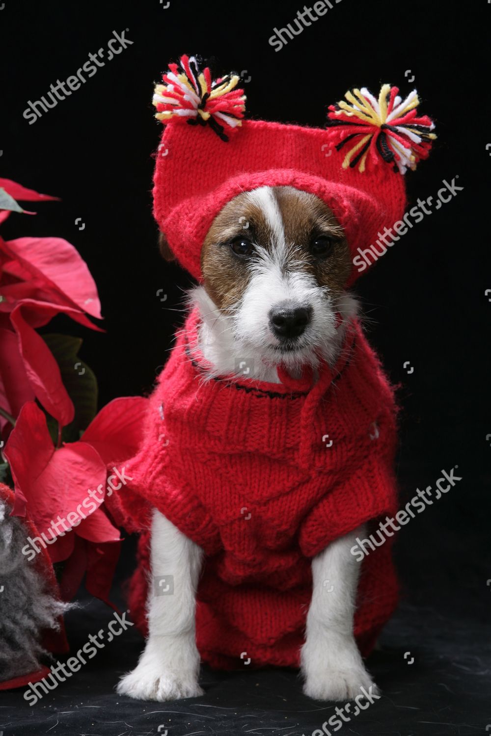 christmas outfits for jack russells