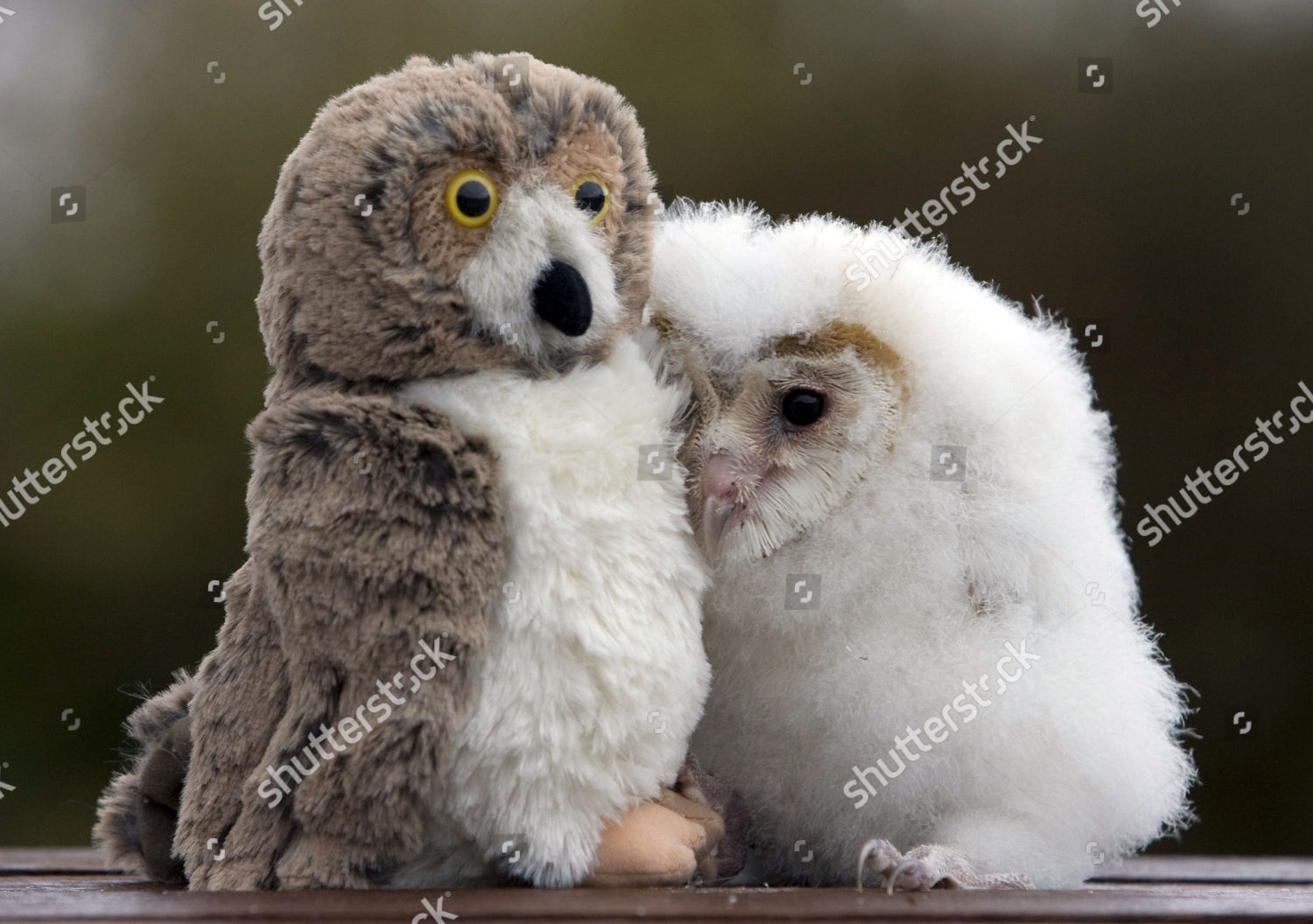 cuddly owls