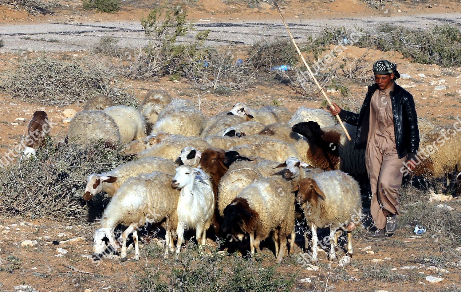 Egyptian Herders Guide Their Sheep Through Editorial Stock Photo