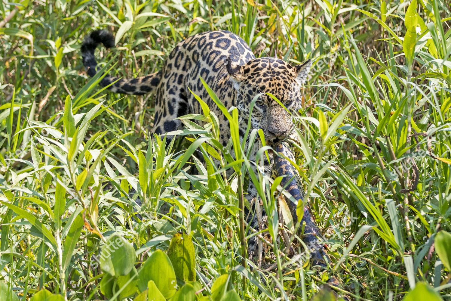 Jaguar Panthera Onca Palustris Adult Killing Editorial Stock Photo ...