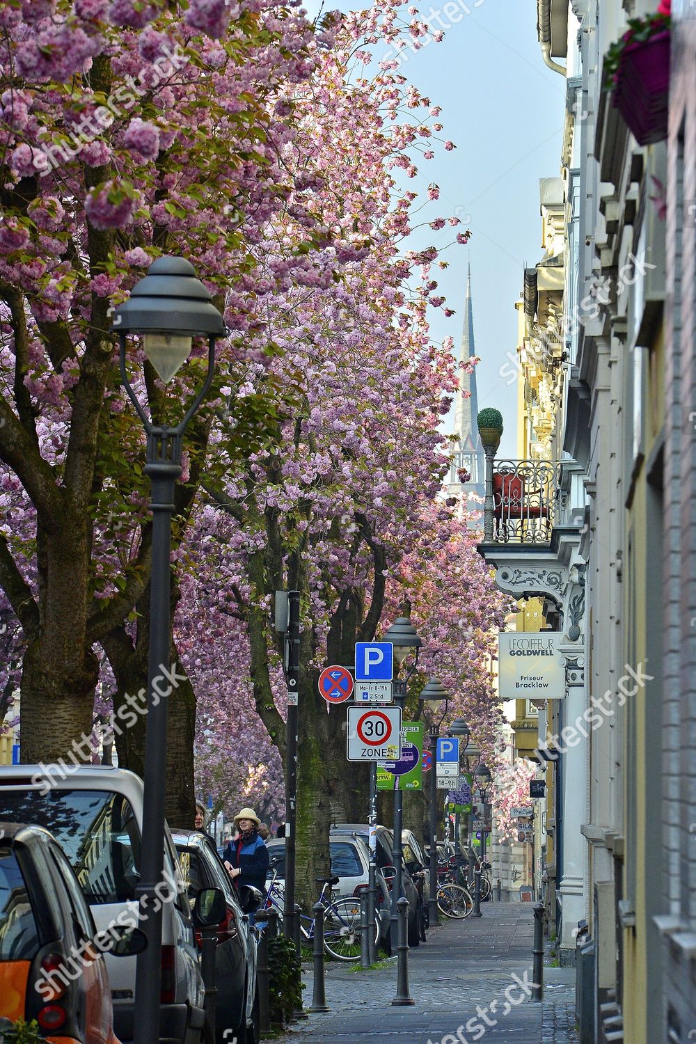 Blooming Cherry Trees Bonn Germany 09 April Editorial Stock Photo Stock Image Shutterstock