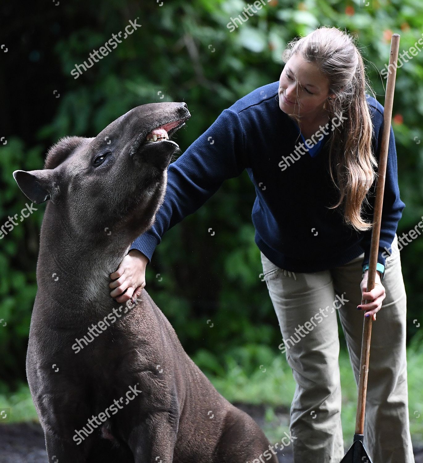 Zoo Keeper Jess Stockton Scratches Brazilian Editorial Stock Photo ...